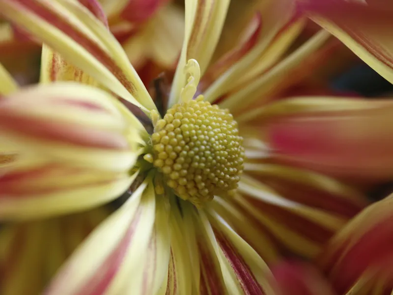 Chrysanthemum (Chrysanthemum spp.)