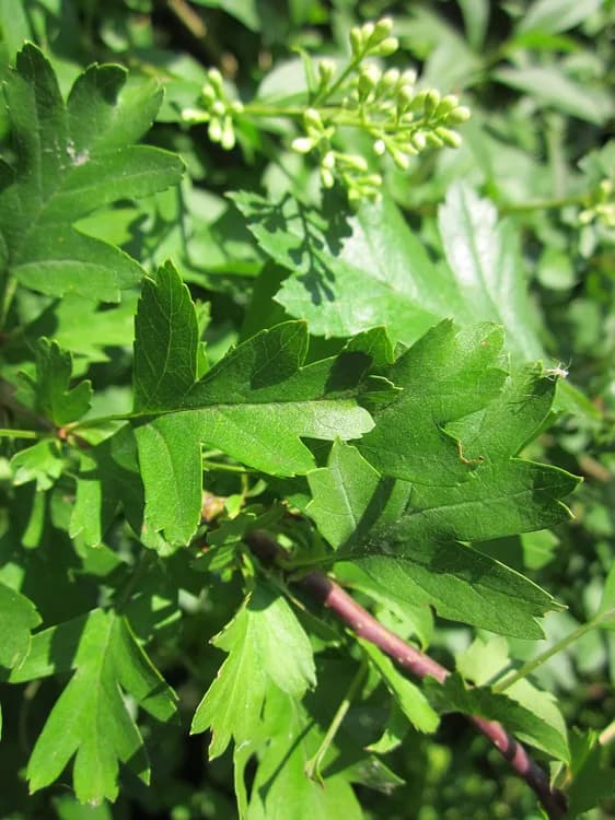 Common Privet (Ligustrum vulgare)