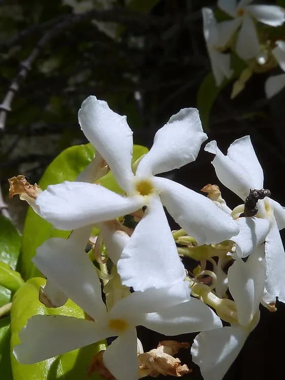 Confederate Jasmine (Trachelospermum jasminoides)