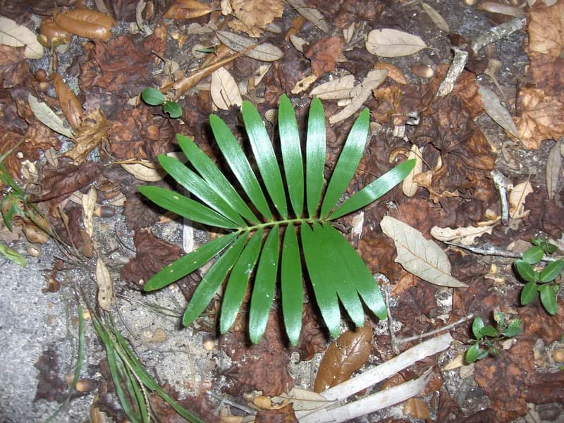 Coontie Palm (Zamia pumila)