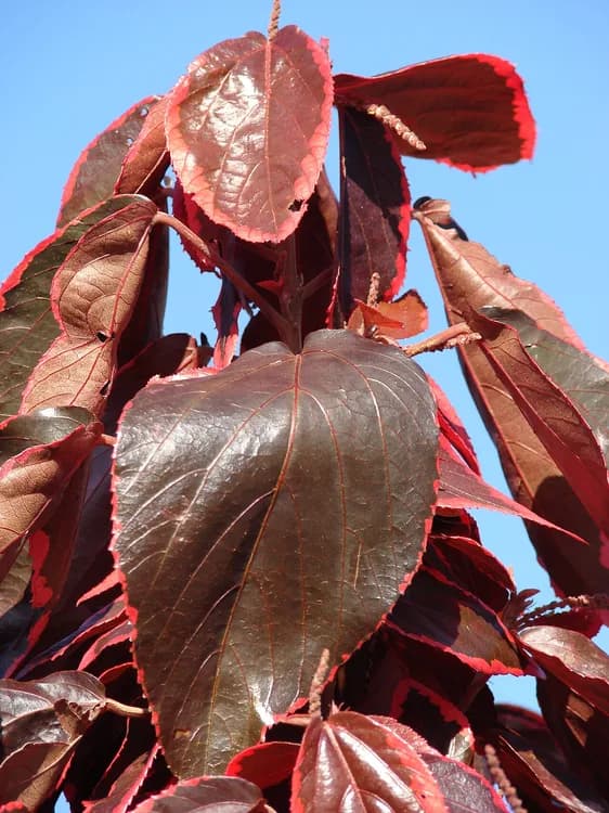 Copperleaf (Acalypha godseffiana)