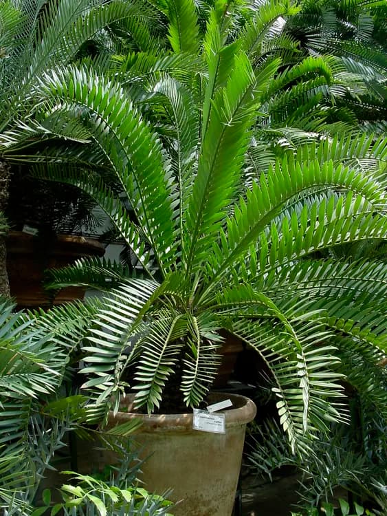 Cycads (Cycas and Zamia species)