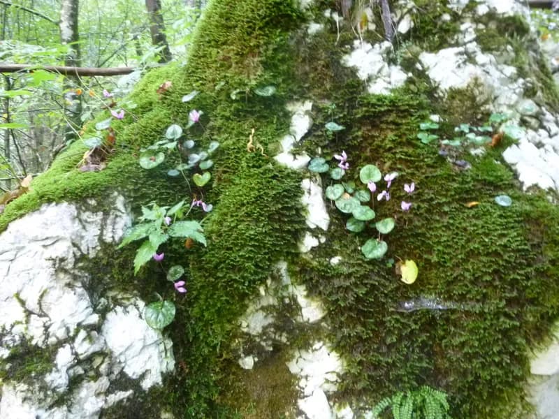 Cyclamen (Cyclamen spp)