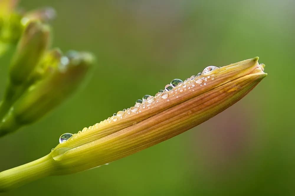Day Lilies (Hemerocallis spp.)