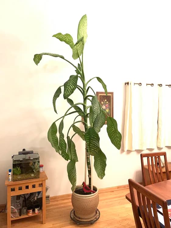 Dieffenbachia (Dieffenbachia)