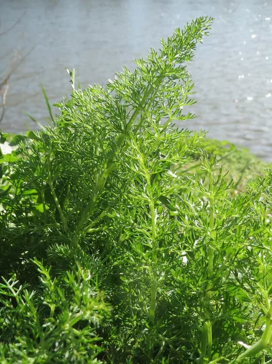 Dill (Anethum graveolena)