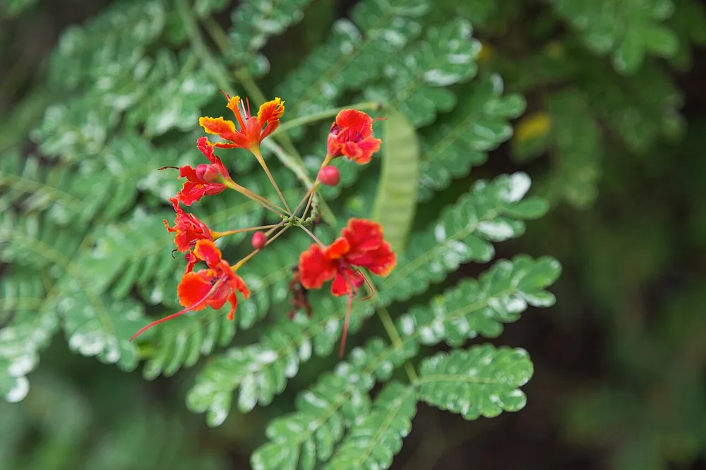 Dwarf Poinciana (Caesalpinia pulcherrima)