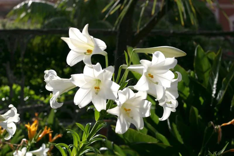Easter Lily (Lilium longiflorum)