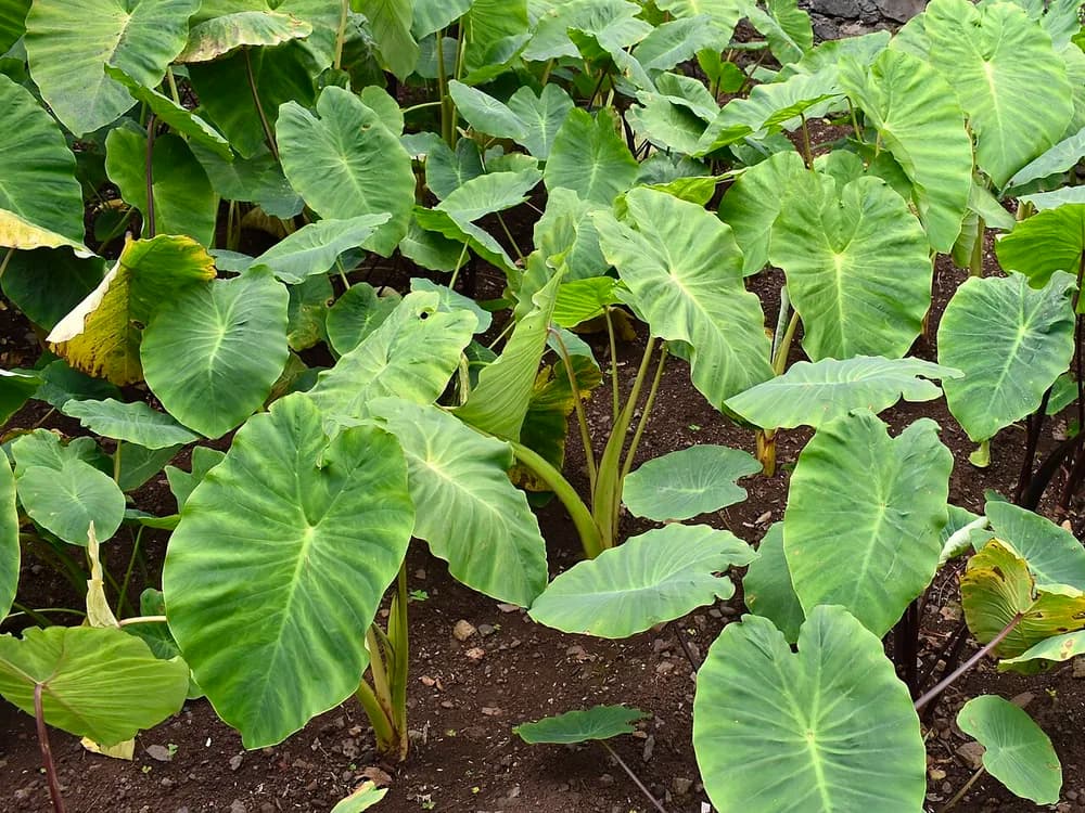 Elephant Ears (Colocasia esculenta) (Colocasia esculenta)