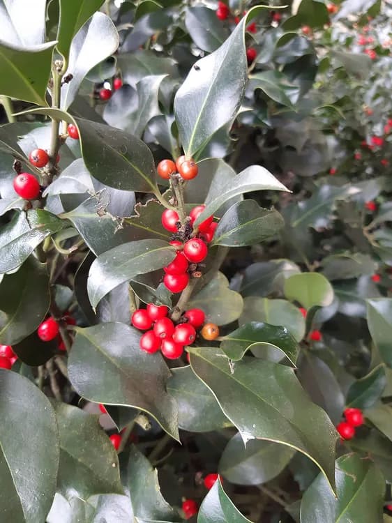 English Holly (Ilex aquifolium)