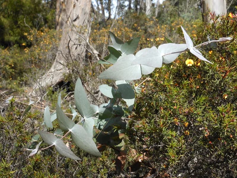 Eucalyptus (Eucalyptus species)