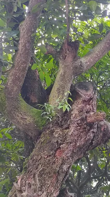 Fig (Ficus benjamina)