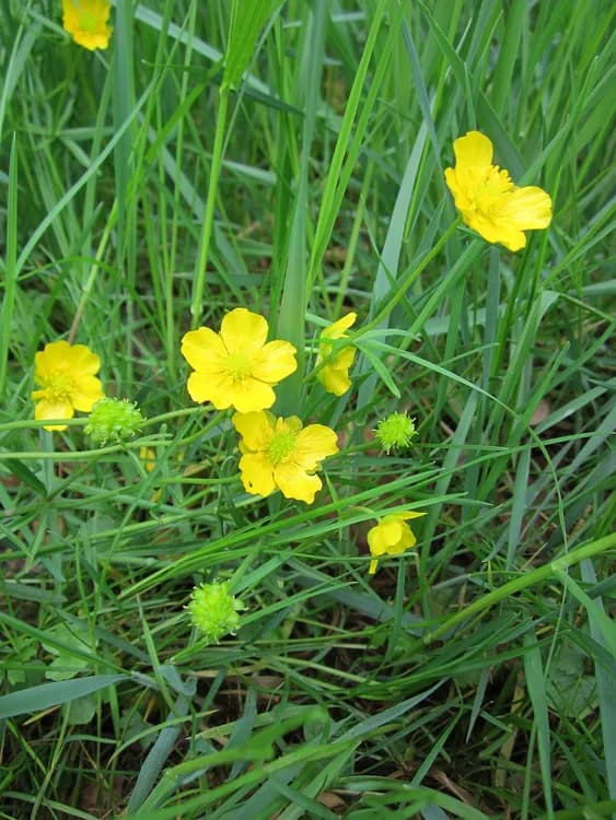 Figwort (Ranunculus acris)
