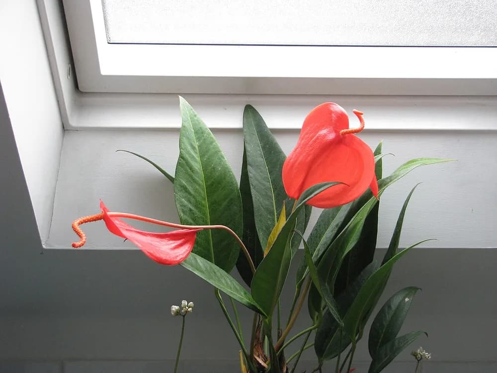 Flamingo Flower (Anthurium scherzeranum)