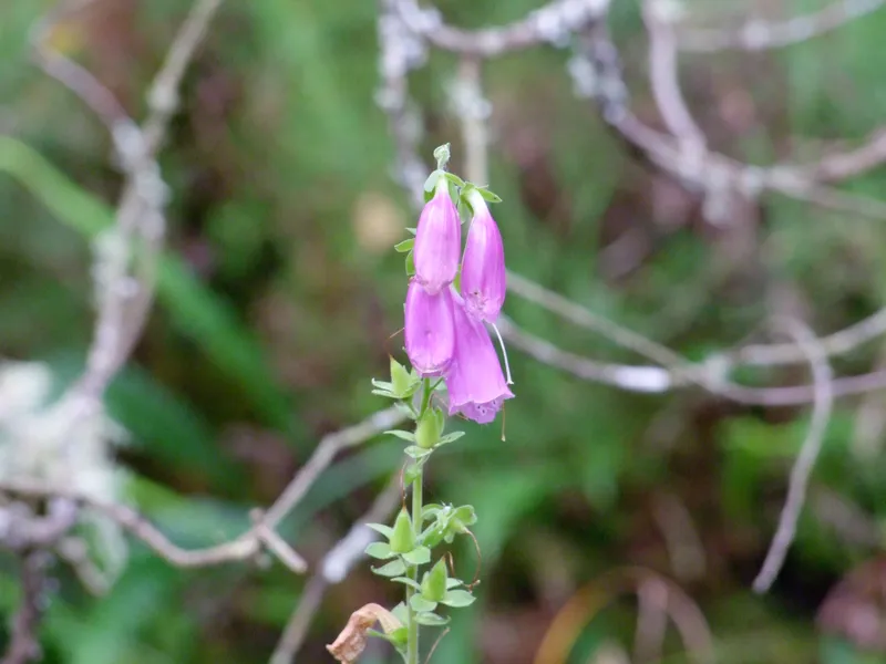 Foxglove (Digitalis purpurea)