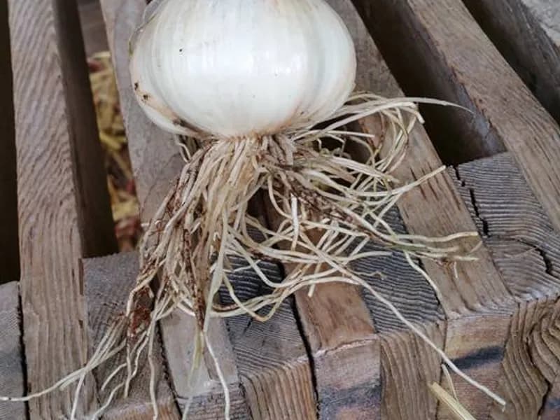 Garlic (Allium sativum)