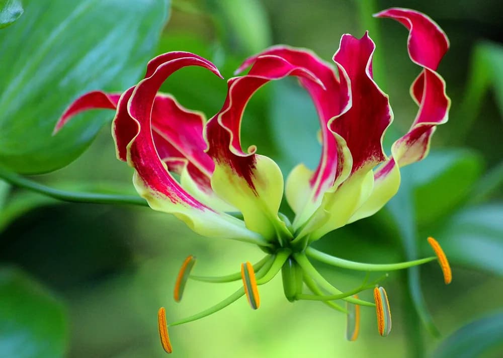 Gloriosa Lily (Gloriosa superba)