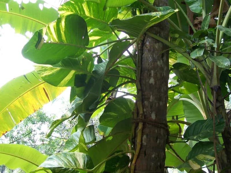 Golden Pothos (Epipremnum aureum)