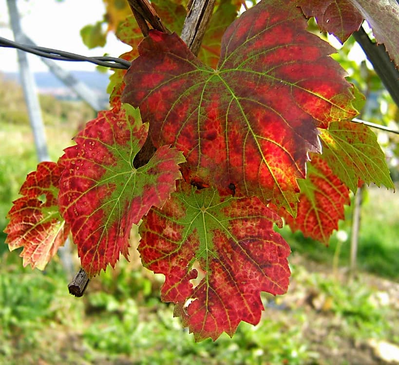 Grape (Vitis vinifera)