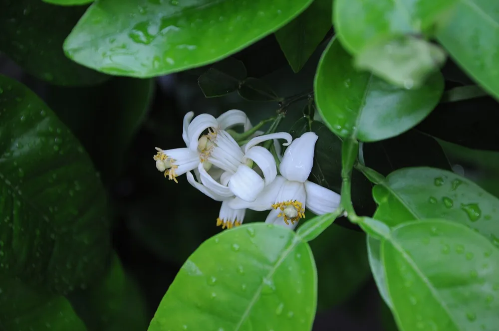 Grapefruit (Citrus paradisii)