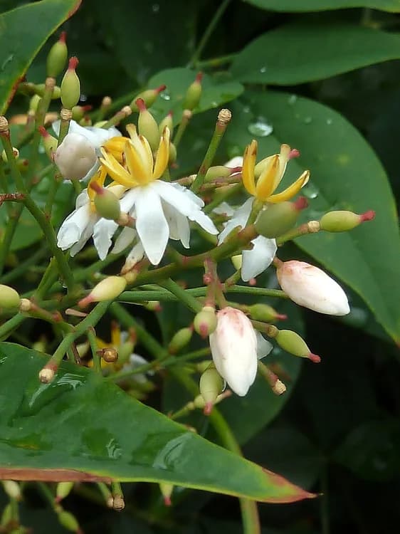 Heavenly Bamboo (Nandina domestica)