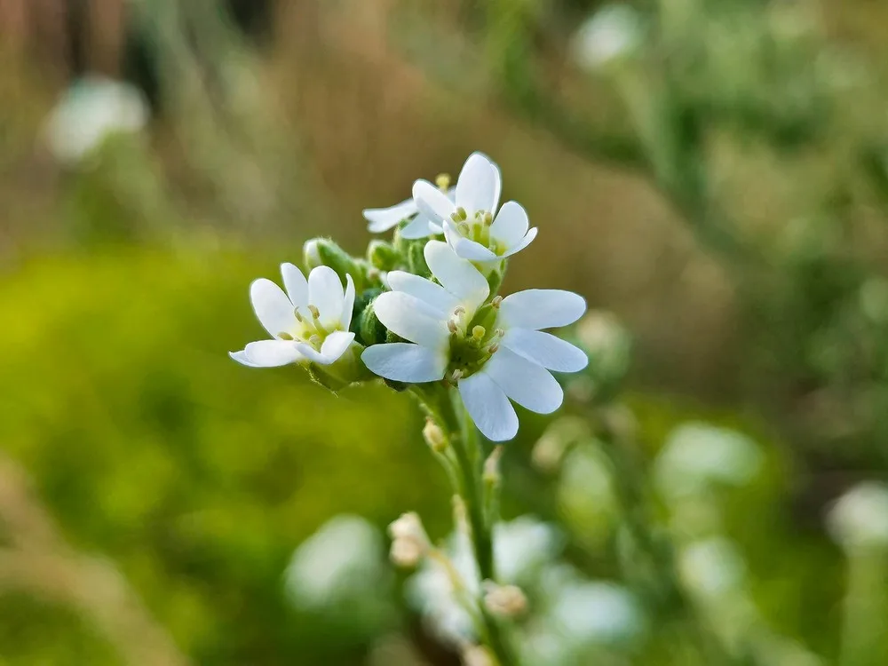 Hoary Alyssum (Berteroa incana)
