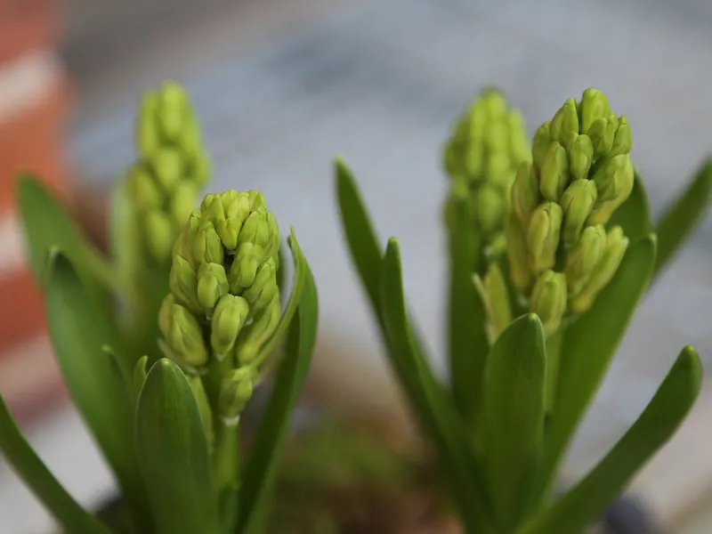Hyacinth (Hyacinthus orientalis)