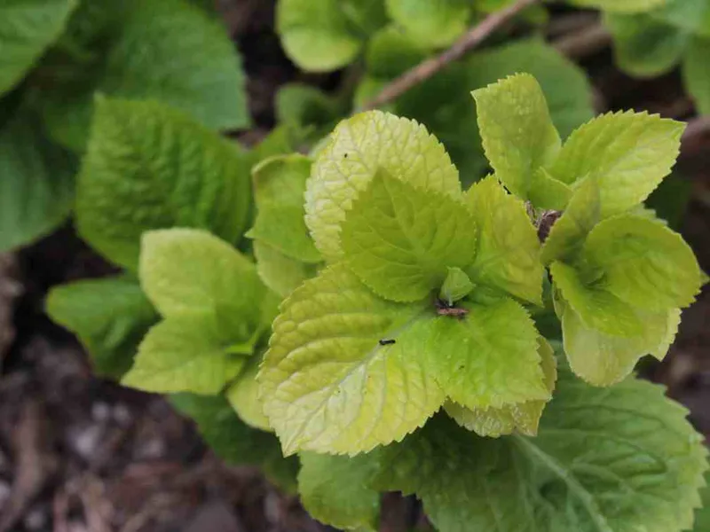 Hydrangea (Hydrangea arborescens)