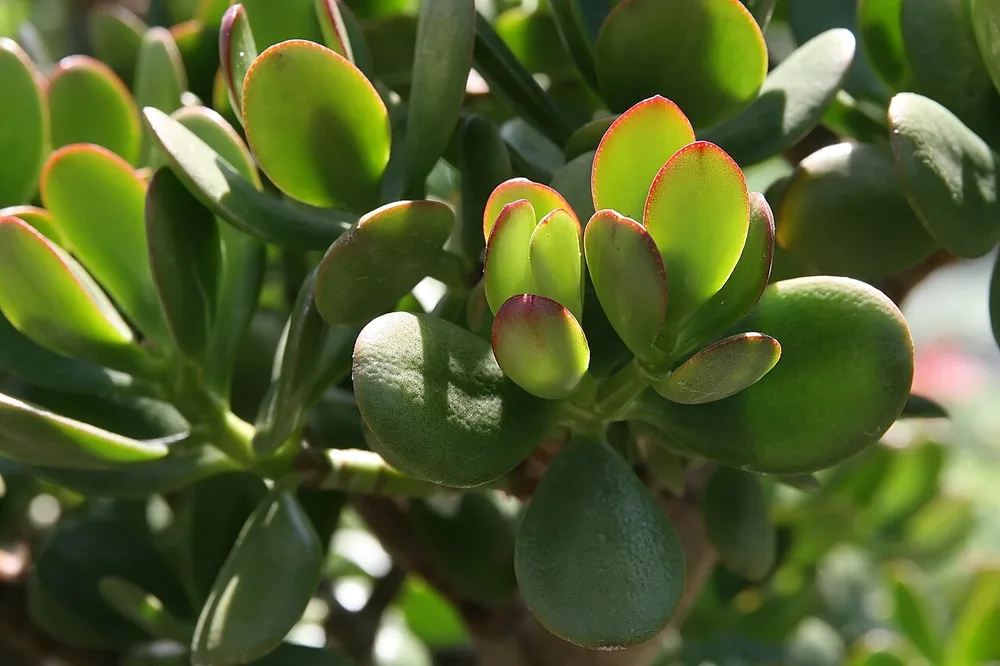 Jade Plant (Crassula argentea)