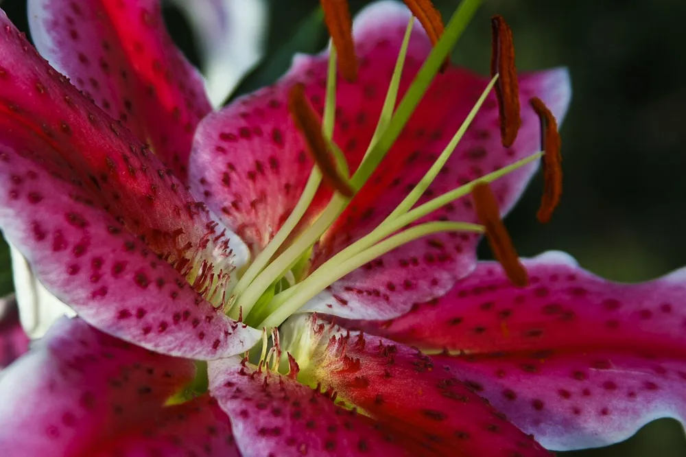Japanese Show Lily (Lilium speciosum)