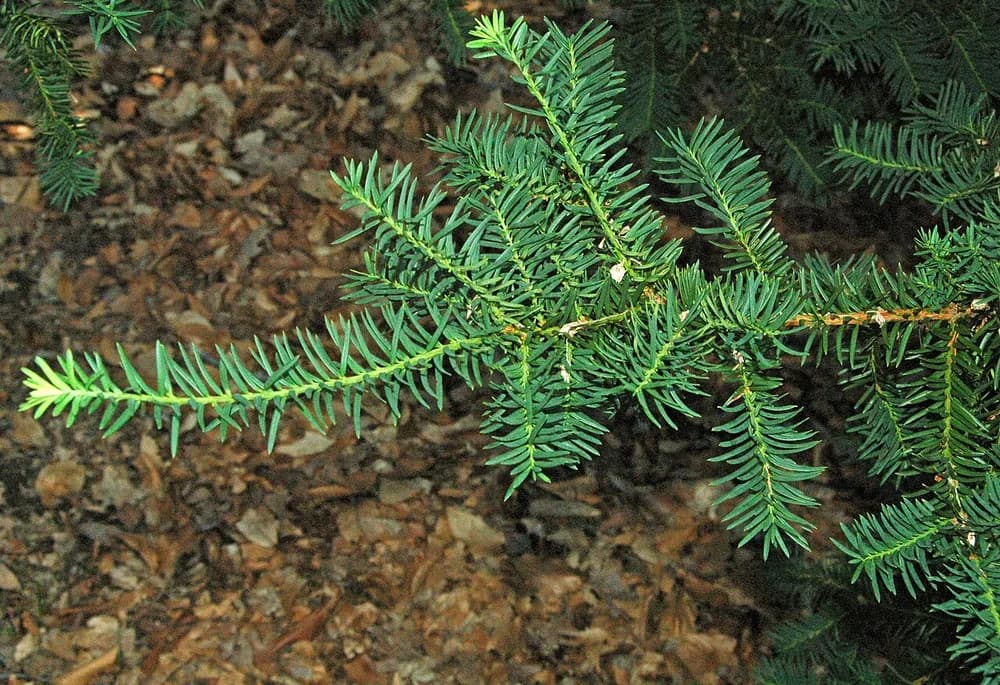 Japanese Yew (Taxus sp.)