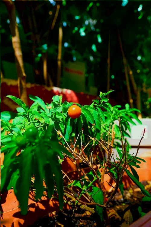 Jerusalem Cherry (Solanum pseudocapsicum)