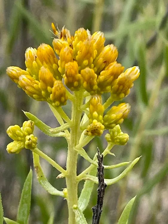 Jimmy Weed (Haplopappus heterophyllus)