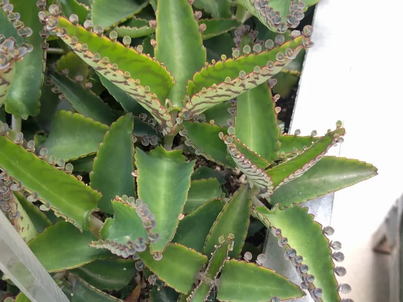 Kalanchoe (Kalanchoe spp)