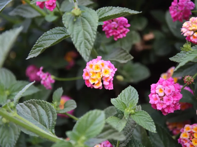 Lantana (Lantana camara)