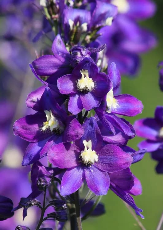 Larkspur (Delphinium species)