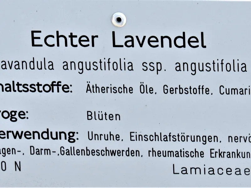 Lavender (Lavendula angustifolia)