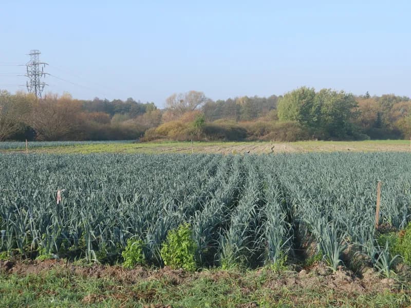 Leek (Allium ampeloprasum)