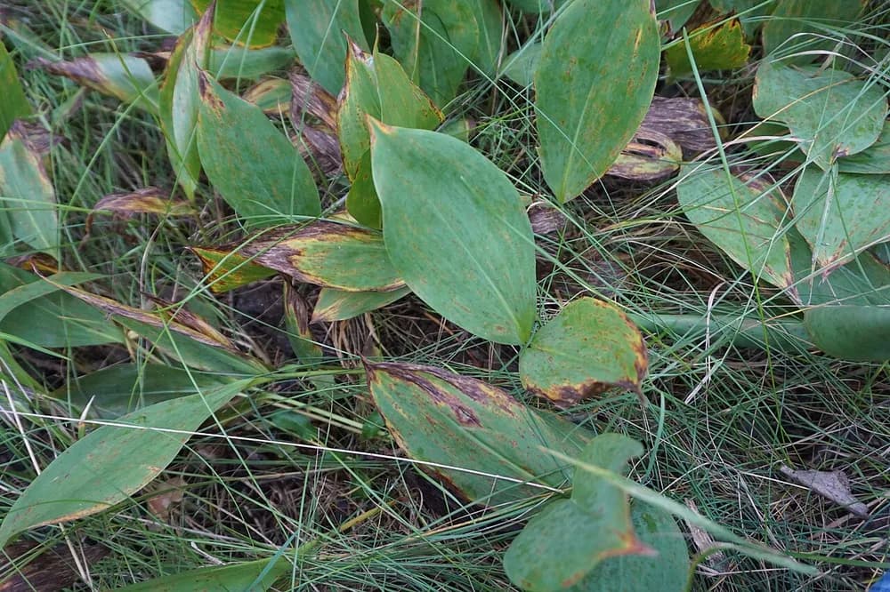 Lily of the Valley (Convallaria majalis)