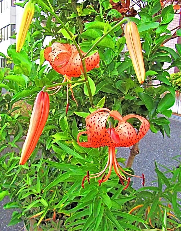 Lily (Lilium species)