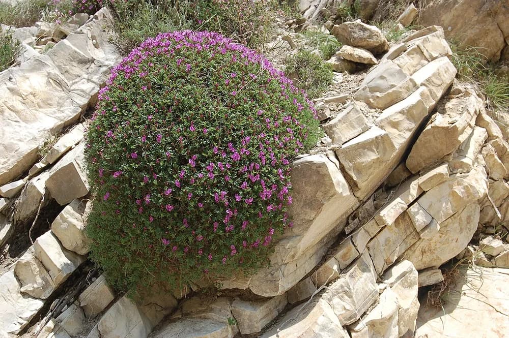 Loco Weed (Astragalus spp.)