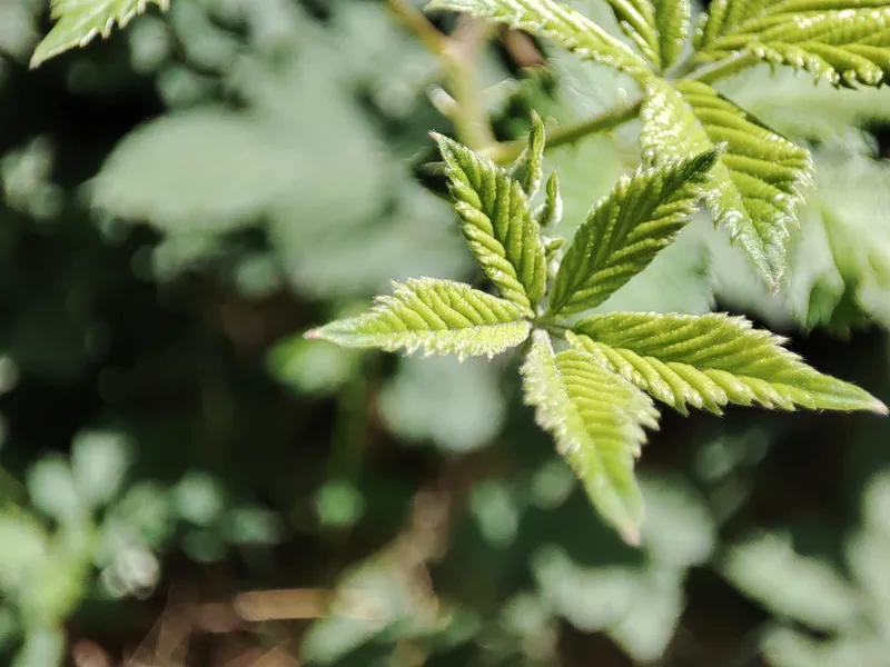 Marijuana (Cannabis sativa)