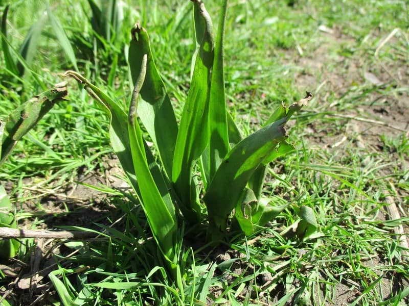 Meadow Saffron (Colchicum autumnale)