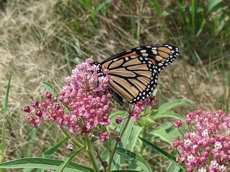 Milkweed (Asclepias species)