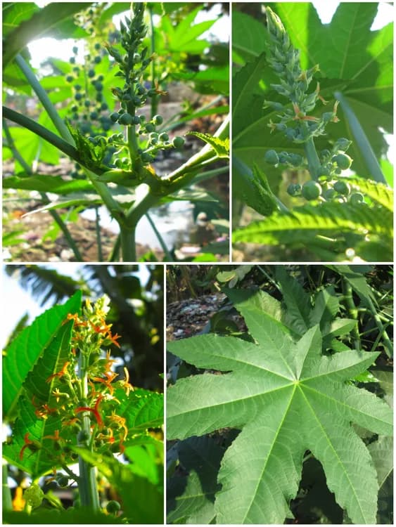 Mole Bean Plant (Ricinus communis)