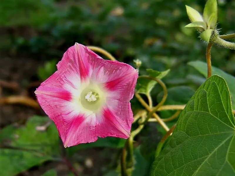 Morning Glory (Ipomoea spp)