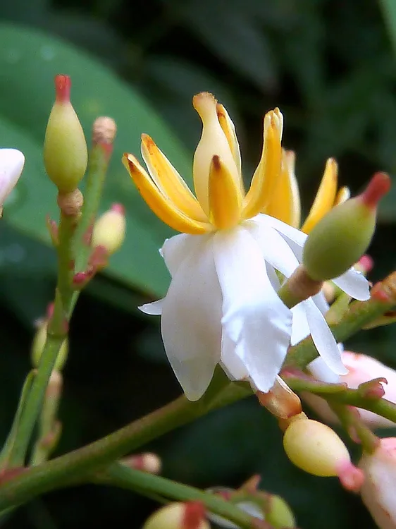Nandina (Nandina domestica)