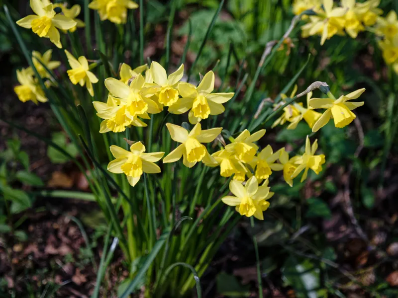 Narcissus (Narcissus spp)