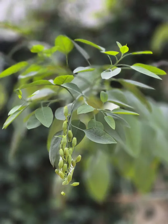 Nicotiana (Nicotiana glauca)