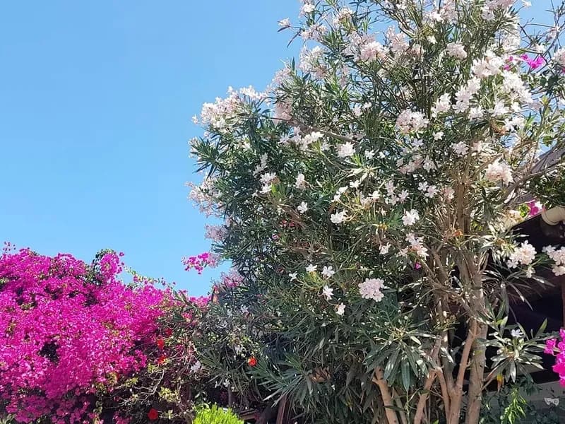 Oleander (Nerium oleander)